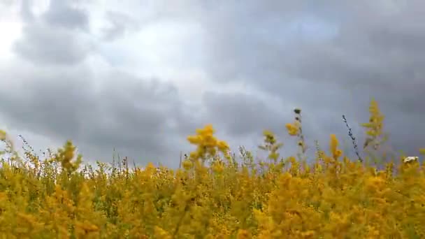 Lapso Tiempo Flores Silvestres Amarillas Una Tormenta Cielo Tormenta Sobre — Vídeo de stock