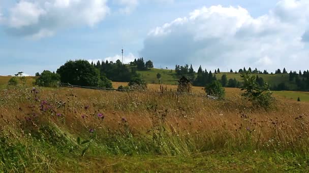 Wildblumen Den Bergen Wildblumenwiesen Den Bergen Bergwiesen Mit Wildblumen Heuhaufen — Stockvideo