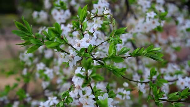 苹果开花关闭 苹果开花在一棵盛开的苹果树 树枝开花苹果树 果树植物 白色苹果花 — 图库视频影像