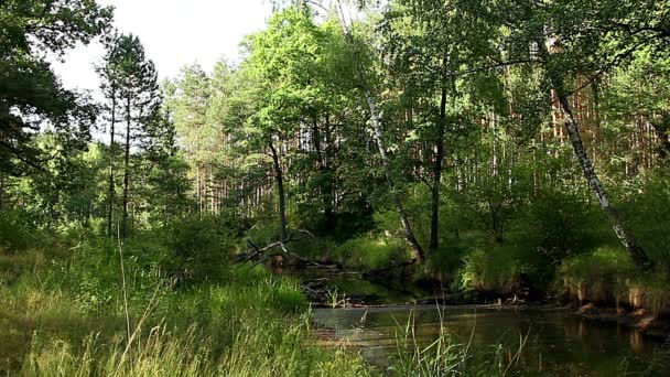 rivière de la forêt, ruisseau calme dans la forêt, ruisseau dans la forêt 