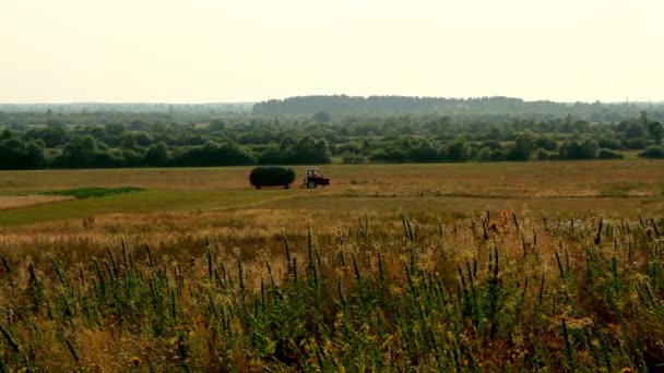 Trekker Mensen Het Veld Oogsten Zomer Landbouw Maaimachine Boeren Laden — Stockvideo