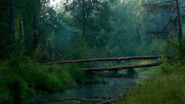 Padlý Strom Přes Řeku Ranní Mlze Časová Prodleva Svítání Lesní — Stock video