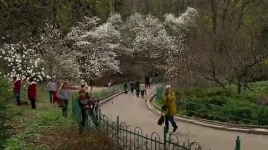 Halklar Botanik Bahçe Bahçe çiçekli Manolya dinlenme, insanlar ve manolya çiçek, bahçesinde bulunan çiçekli Manolya, zaman atlamalı Manolya bahçedeki insanlar, insanlar yürüyüş bahar bahçesinde Manolya ile insanlar