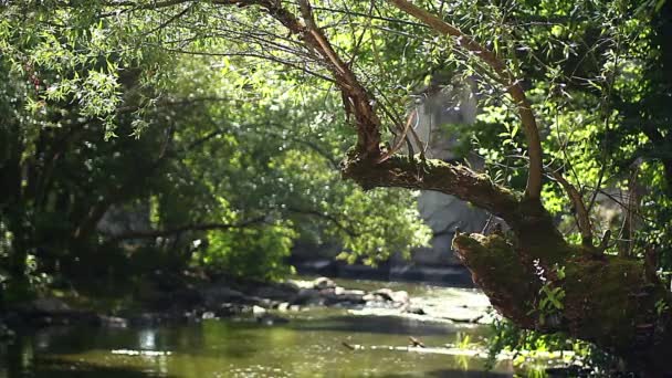vieux saule au-dessus de la rivière, rayons de soleil sur un arbre couvert de mousse, mousse couverte de saule sur un ruisseau de montagne, réflexions sur un vieil arbre au-dessus de l'eau 