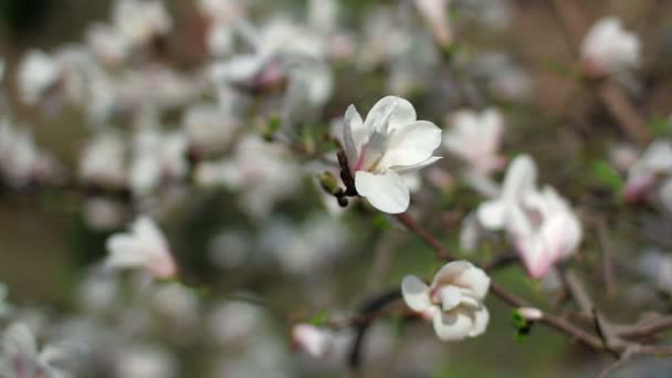 Weiße Magnolienblüten Weiße Magnolienblüten Weiße Magnolienblüten Weiße Magnolienblüten Auf Dem — Stockvideo