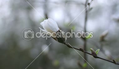 Beyaz Manolya çiçek, beyaz Manolya, beyaz Manolya, ağaç dalı, manolya ağacı çiçeği, beyaz Manolya çiçeği çiçek doğal arka plan üzerinde beyaz Manolya çiçek çiçekler
