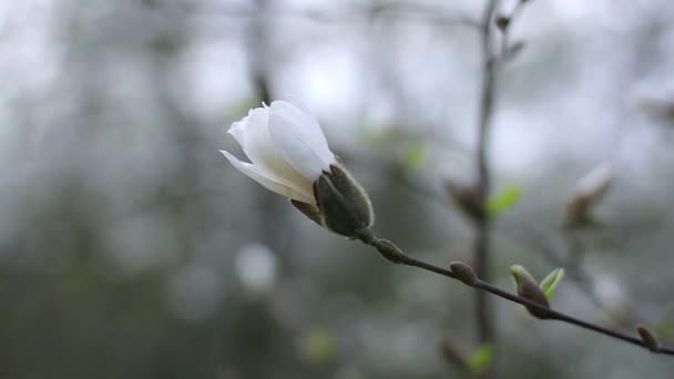 Білі Квіти Магнолії Квіти Білої Магнолії Білі Квіти Магнолії Гілці — стокове відео