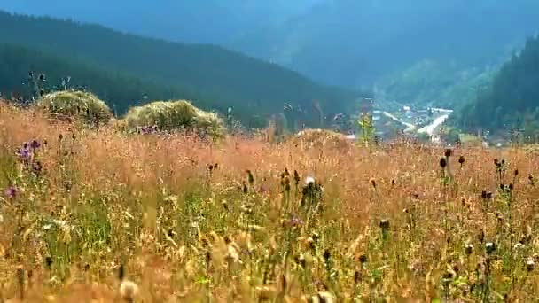 Αγριολούλουδα Στο Βουνά Λιβάδια Αγριολούλουδα Στα Βουνά Ορεινά Λιβάδια Αγριολούλουδα — Αρχείο Βίντεο