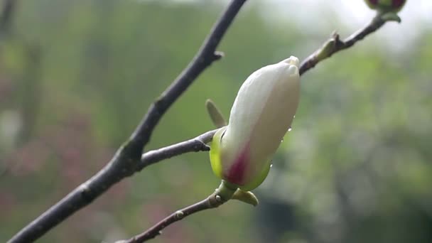 Λευκή Μανόλια Οφθαλμός Λουλούδια Λευκή Μανόλια Άσπρο Magnolia Άσπρο Magnolia — Αρχείο Βίντεο