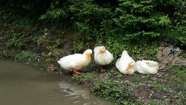 緑の岸辺 飛散や池自体をクリーニング白鴨の池から白鴨 — ストック動画