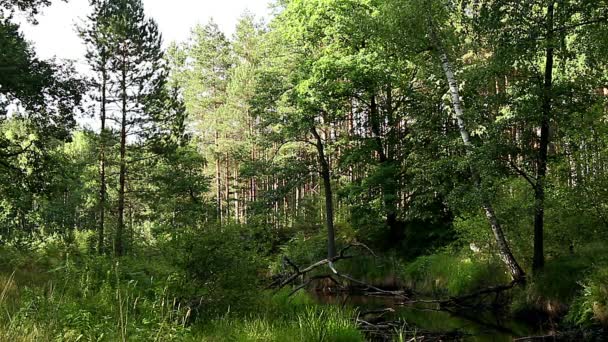 Waldfluss Ruhiger Bach Wald Bach Wald — Stockvideo