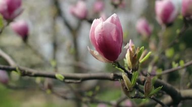Pembe manolya çiçekleri, pembe manolya, pembe manolya çiçekleri ağaç dalında, manolya ağacı çiçekleri, manolya tomurcukları