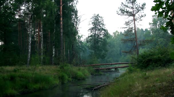 Падший Сосни Через Річку Ранок Мряка Проміжок Часу Світанок Лісі — стокове відео