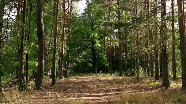 Route Dans Forêt Pins — Video