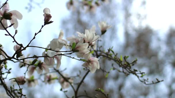 白いモクレンの花 白木蓮 木の枝 マグノリアの木の花 白木蓮の花花自然背景に白いモクレンの花の花 — ストック動画