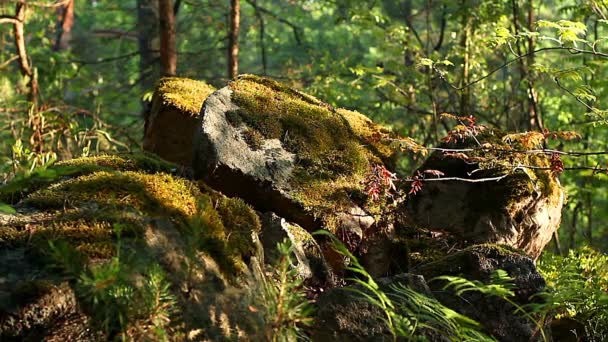 日の出朝日 苔に覆われた石 苔の風景の太陽降り注ぐコケの岩の上のコケします — ストック動画