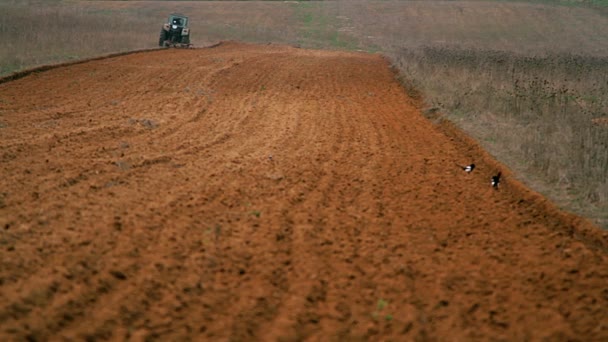 Traktor Pflügt Feld Traktor Pflügt Feld — Stockvideo