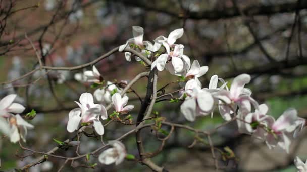 白いモクレンの花 白木蓮 木の枝 マグノリアの木の花 白木蓮の花花自然背景に白いモクレンの花の花 — ストック動画