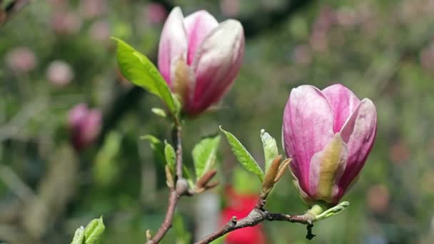露珠上有粉红色的玉兰花 粉红色的玉兰花 粉红色的玉兰 粉红色的玉兰花在树枝上 玉兰树开花 玉兰芽 — 图库视频影像