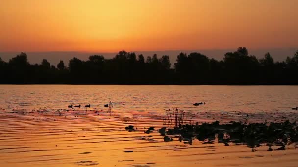 Схід Сонця Озері Схід Сонця Над Річкою Схід Річці Водяною — стокове відео