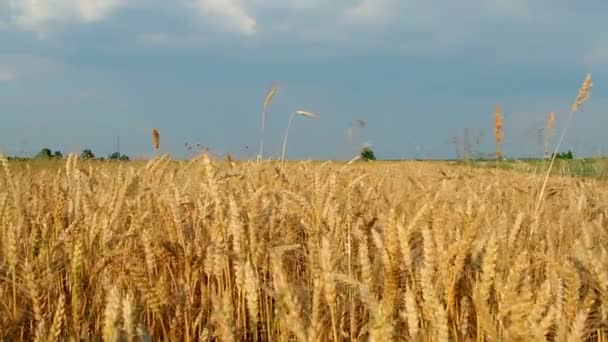 Campo Grano Campo Trigo Maduro Campo Trigo Acariciado Por Viento — Vídeo de stock