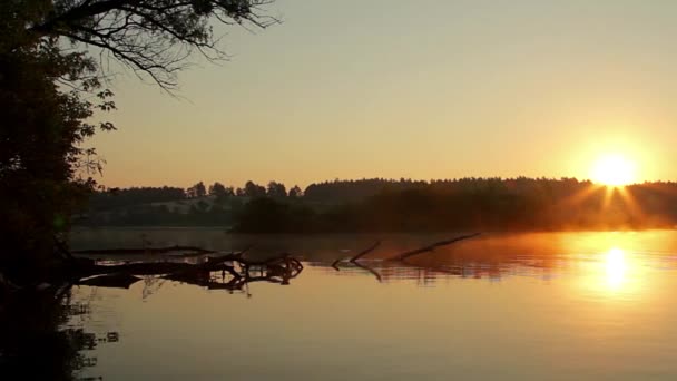 Fallit Träd Morgondimman Floden Sunrise Sjön Soluppgång Över Floden Morgon — Stockvideo