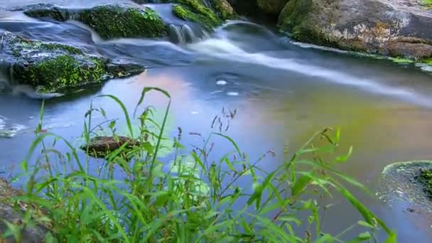 Ruisseau Forestier Laps Temps Cours Eau Rochers Mousseux Verts Ruisseau — Video
