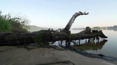 Kumlu sahilde sabah, eski ağaç gövdesi, eski ağaç gövdesi 