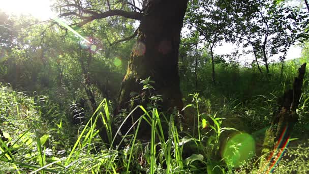 Vieil Arbre Soleil Éblouissant Vieil Arbre Noueux Dans Une Prairie — Video