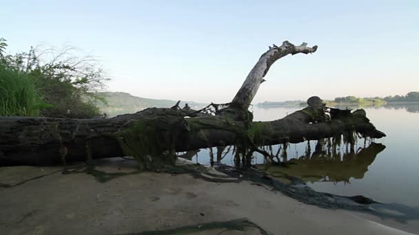 Tronco Árbol Viejo Por Mañana Tronco Árbol Viejo Orilla Arenosa — Vídeo de stock