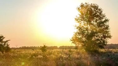 treetimelapse, alan timelapse, gün batımı, kırsal kırsal manzara doğal arka planlar, günbatımı manzara zaman atlamalı ağaç alanıyla, gün batımında, siluet şafak ağaç ağaç günbatımı aracılığıyla günbatımı,