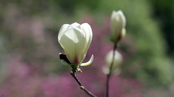 Білі Квіти Магнолії Квіти Білої Магнолії Білі Квіти Магнолії Гілці — стокове відео