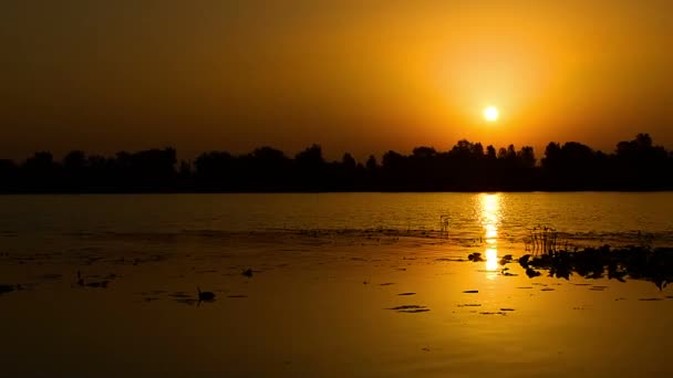 Качки Сході Сонця Озері Схід Сонця Над Річкою Моторний Човен — стокове відео