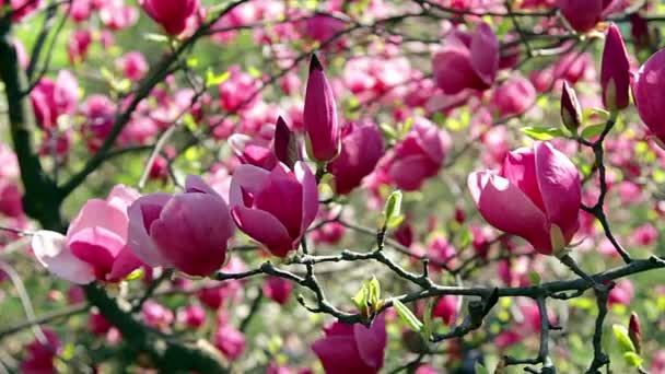 Rosa na růžové magnólie květiny, květiny růžové magnólie, růžové magnólie, růžové květy Magnolie na větev stromu, Guajakové Magnolia, magnolia bud