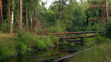 sabah sis, şafak zaman atlamalı bir orman nehir Nehri geçip düşmüş çam ağacı ağaçlar gündoğumu, sabah sis Nehri gündoğumu, Misty akışı gündoğumu, ağaç orman Nehri üzerinde nehrin kesilen