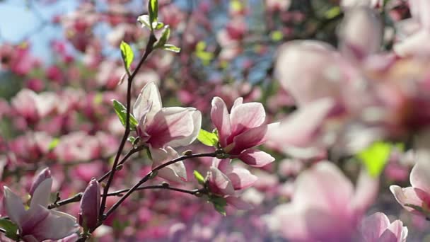 Blüten Aus Rosa Magnolie Rosa Magnolie Rosa Magnolienblüten Ast Magnolienblüte — Stockvideo