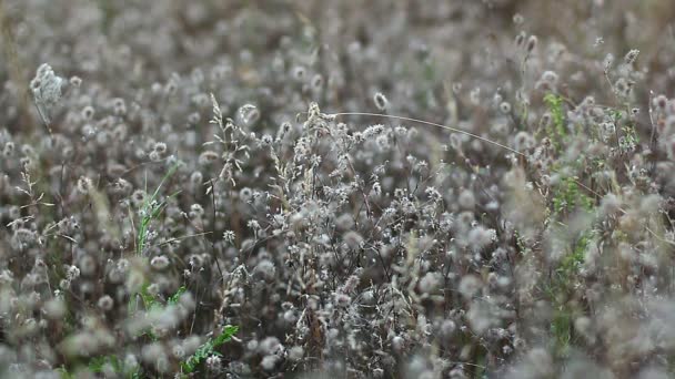 乾いた草 草で覆われた乾燥した環境で乾燥の花 草の花 風とフィールドの美しい抽象的なテクスチャ — ストック動画