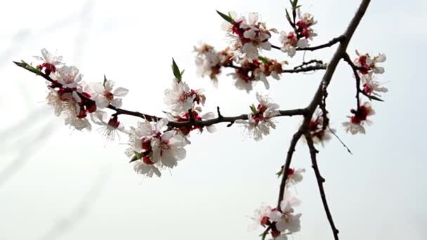 Flor Manzano Hermosa Puesta Sol Romántica Ilumina Árbol Flor Fondo — Vídeos de Stock