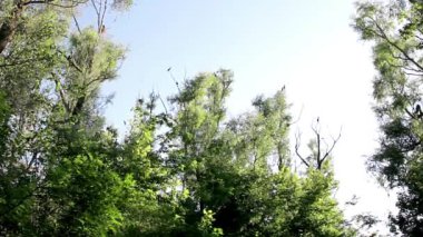 Ağaçlar, kuşlar yuva yapma, Double-Crested karabatak su kuşları, beyaz ağaç ve siyah karabatak karabatak, ağaç üzerinde dinlenme karabatak Kuru