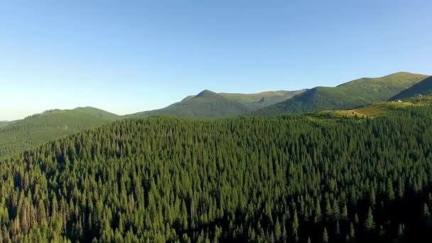森の景色 山の中の美しい森への素晴らしいフライト スプルースの森の空中ビュー 山の風景 野生の森と山や丘の上を飛んで — ストック動画