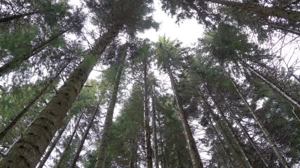 Coronas Árboles Coníferas Invierno Bosque Coníferas Invierno Bosque Pinos Invierno — Vídeo de stock