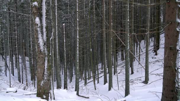 针叶林在冬天 冬天松树森林 冬天森林的纹理 美丽的冬天森林 冬天针叶林 雪松树森林与冬天雪风景美丽的树背景 — 图库视频影像