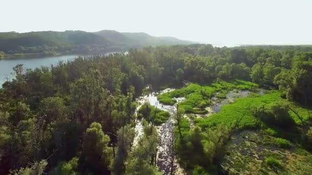 Hava Manzara Nehir Kuşların Hava Görünümünü Karabatak Ağaçlarda Içe Geçmiş — Stok video