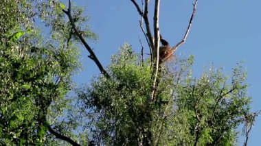 Ağaçlar, kuşlar yuva yapma, Double-Crested karabatak su kuşları, beyaz ağaç ve siyah karabatak karabatak, ağaç üzerinde dinlenme karabatak Kuru,