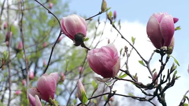 Δροσιά Στις Ροζ Magnolia Λουλούδια Λουλούδια Ροζ Magnolia Magnolia Ροζ — Αρχείο Βίντεο