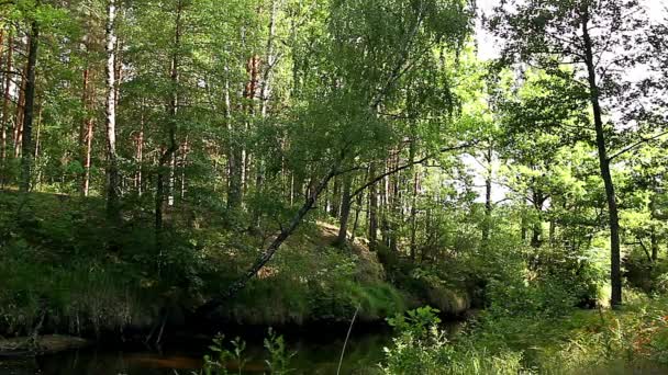 Fiume Foresta Ruscello Calmo Nella Foresta Ruscello Nella Foresta — Video Stock