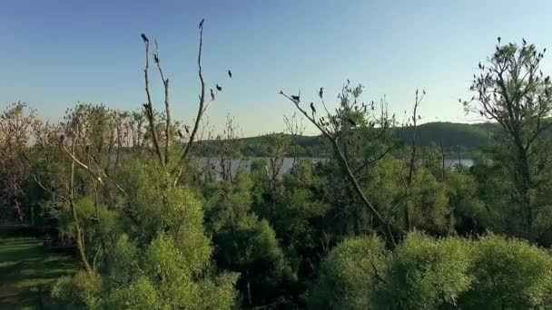 Aerial View River Birds Aerial View Cormorants Trees Aerial View — Stock Video