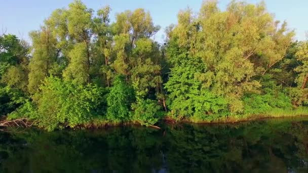 le long de la rive 4K vue aérienne, Drone vol le long de la rive se déplaçant près des arbres, Les arbres sur la rive de la rivière 