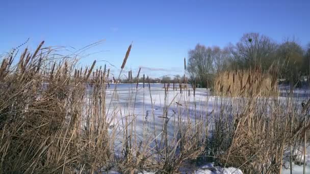 Caña Seca Hielo Río Congelado Hielo Azul Lago Hielo Río — Vídeo de stock