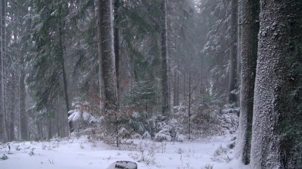 すばらしい冬の森 森のフォレスト ツリーに吹雪 雪が冬の間に森林 雪が冬 クリスマス ツリー 自然森の中で吹雪ブリザードの吹雪 松林冬の雪嵐松の森林景観 — ストック動画